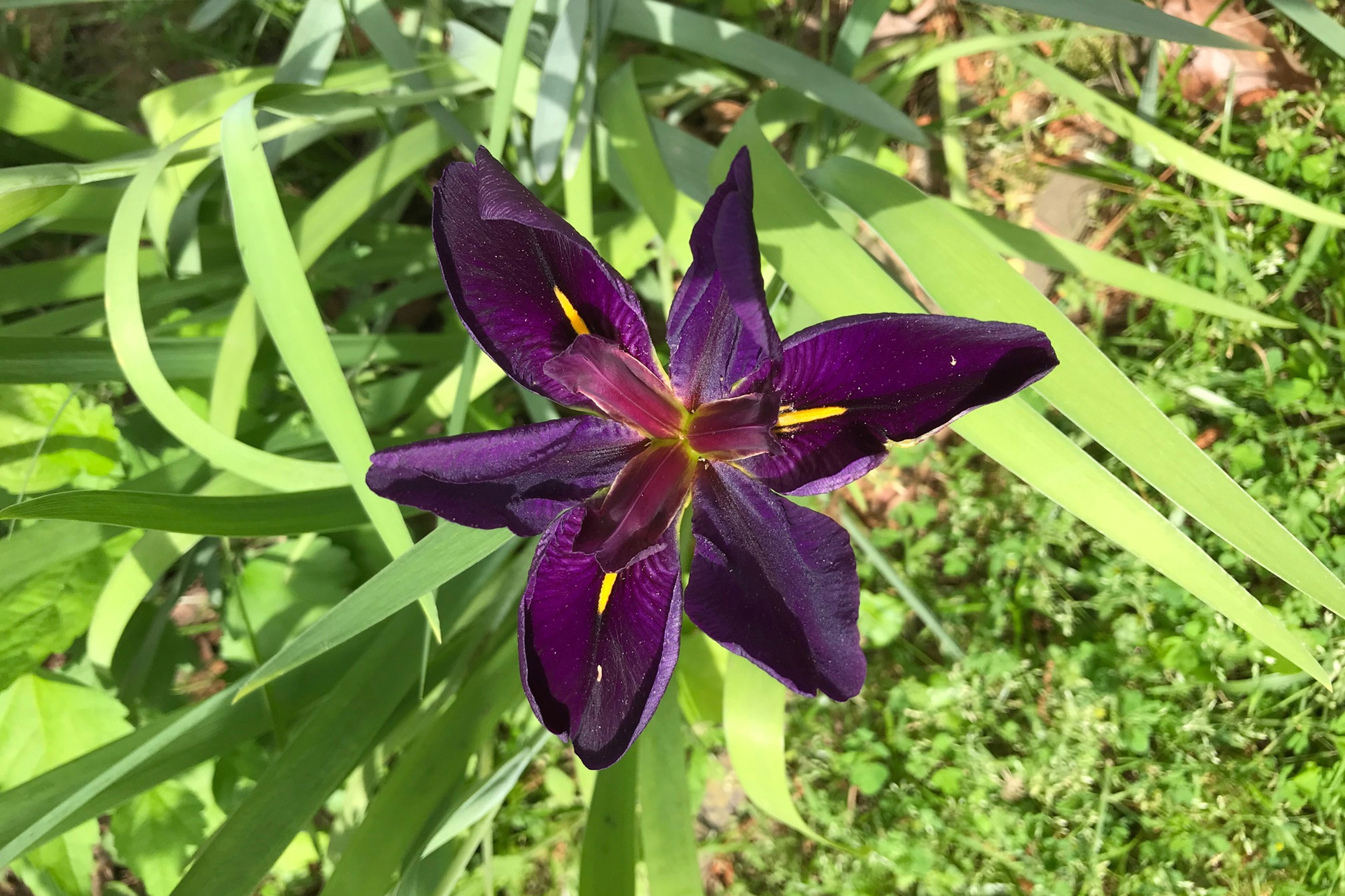 In The Garden Color Changing Daylilies Actually Nothing More Than Unexpected Irises