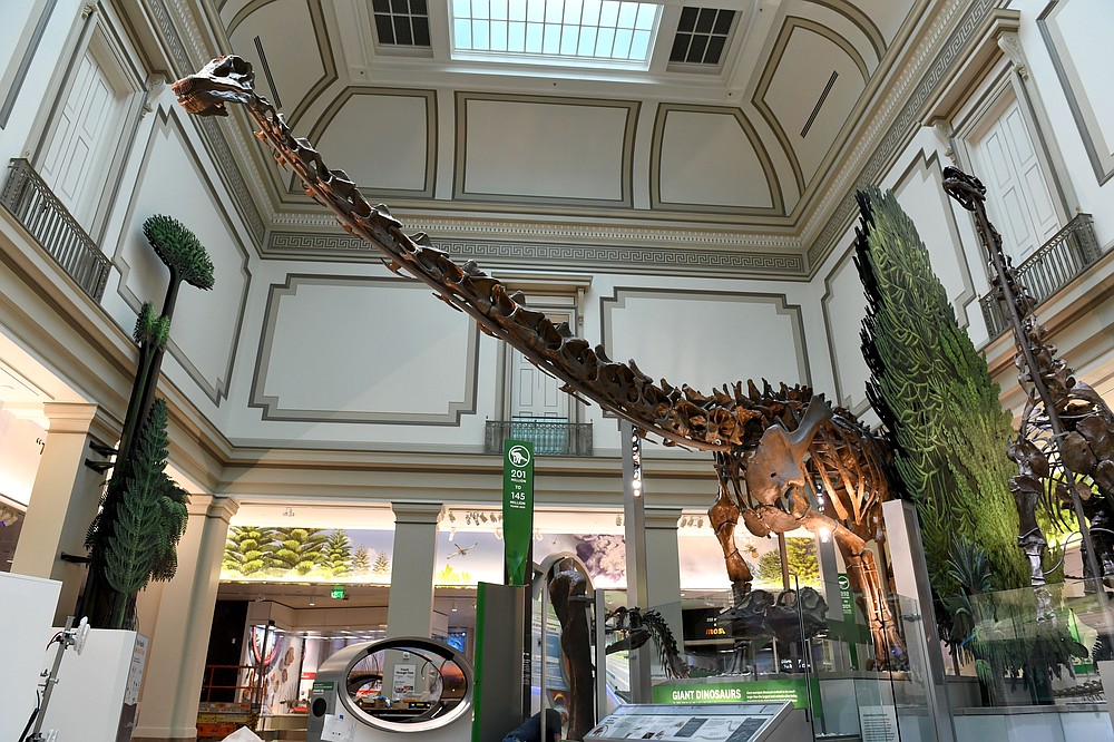 A diplodocus that lived 152 million years looms tall in the Natural History Museum’s fossil hall. (The Washington Post/Katherine Frey)