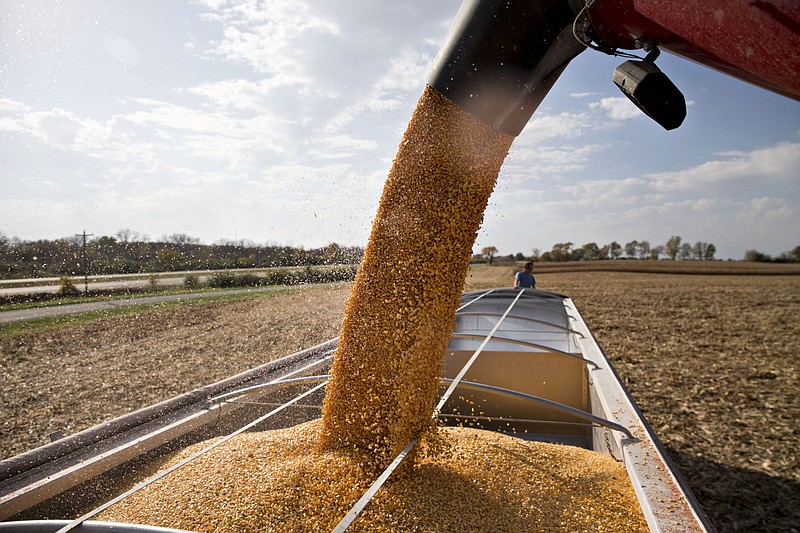 Corn is loaded into a truck during harvest in Sheffield, Ill., on Nov. 1, 2016. MUST CREDIT: Bloomberg photo by Daniel Acker.