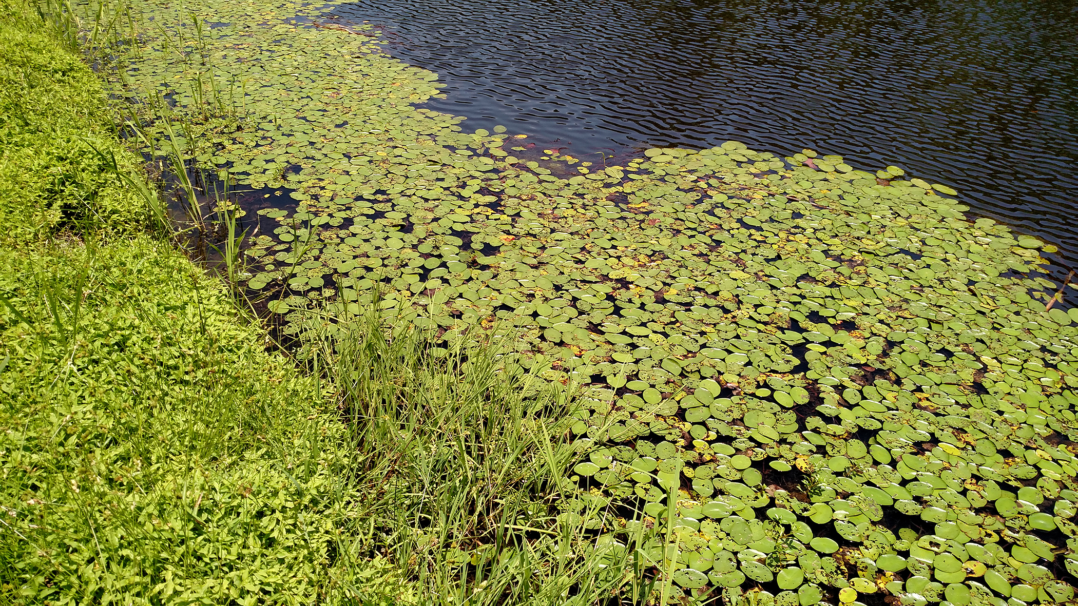 Specialist details farm pond upkeep