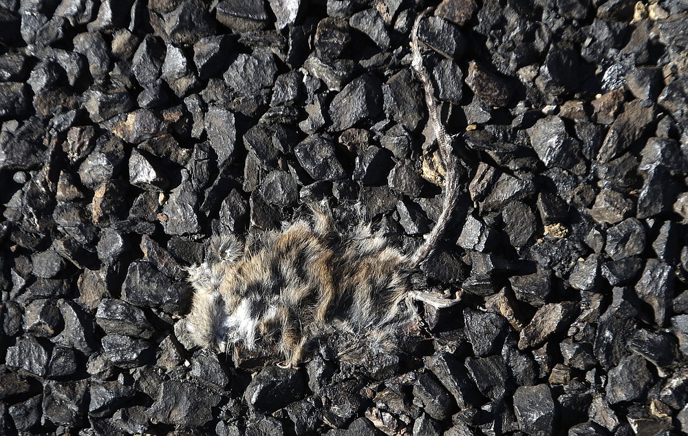 A mouse carcass is pressed into the road near Bogan Gate, Australia on May 20, 2021. Vast tracts of land in Australia's New South Wales state are being threatened by a mouse plague that the state government describes as "absolutely unprecedented." Just how many millions of rodents have infested the agricultural plains across the state is guesswork. (AP Photo/Rick Rycroft)