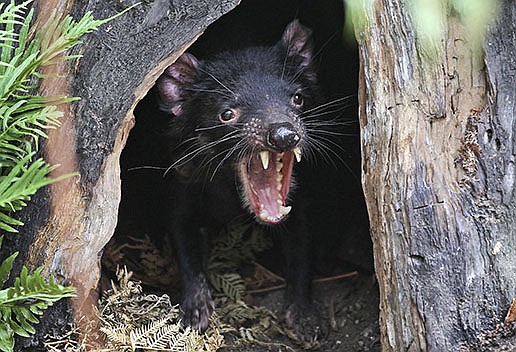 FILE - In this Dec. 21, 2012 file photo a Tasmanian devil called Big John growls from the confines of his new tree house as he makes his first appearance at the Wild Life Sydney Zoo in Sydney, Australia. The Tasmanian devil is an endangered species due to a mysterious disease that has slashed their numbers in Tasmania's wilderness by as much as 90 percent since it was discovered two decades ago. (AP Photo/Rob Griffith, File)