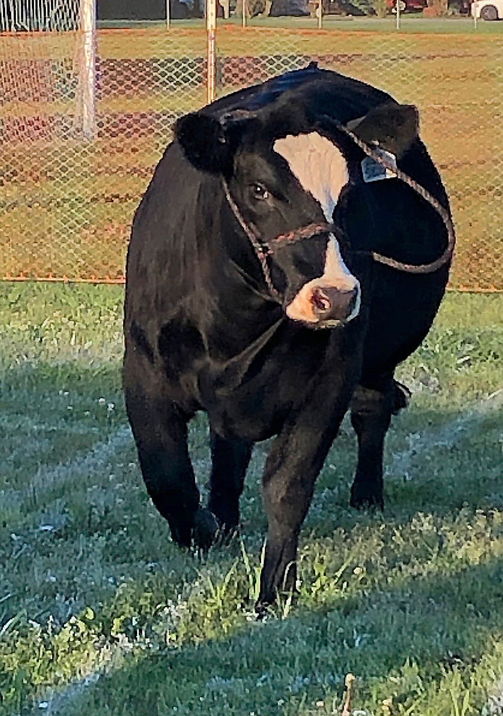 Westside Eagle Observer/RANDY MOLL It wasn't an easy choice for Virgie the heifer but, in due time, she picked the $500 winner of the cow patty bingo contest and dropped her chip on the square belonging to Kellsey Jones-Eller following the spring football contest at Gentry High School on Friday. The cow patty bingo contest was a fundraiser for the Pioneer Football program. Virgie is a show heifer belonging to Reagan Amos.
