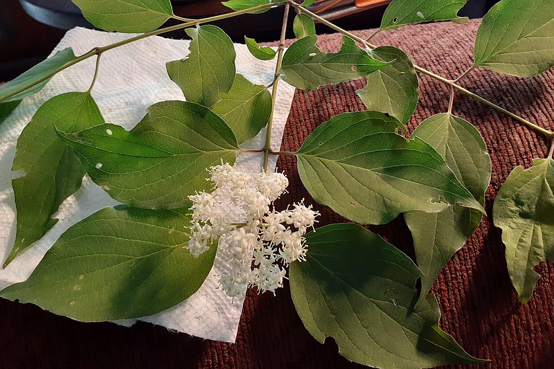 Rough leaf dogwood is one of several species of the native dogwood with blooms in white clusters. (Special to the Democrat-Gazette)