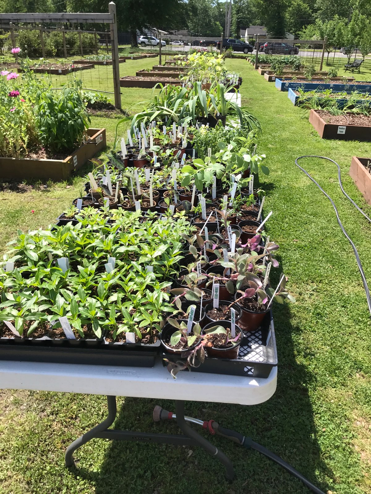 Plant sale planned at market opening