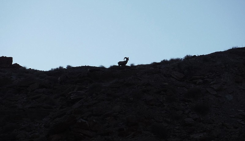 A longhorn sheep is visible on the Navajo Indian Reservation across from Honaker Campground on the San Juan River in southeast Utah. 
(NWA Democrat-Gazette/David Gottschalk)