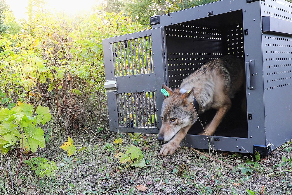 Biden Aims To Restore Species Protections Weakened By Trump