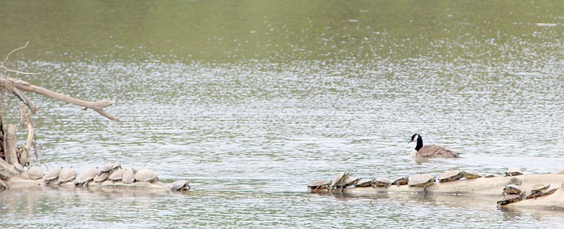WV 060921 Turtles SAP
An entire pile of turtles on Lake Bella Vista remains unperturbed as a canada goose swims past.