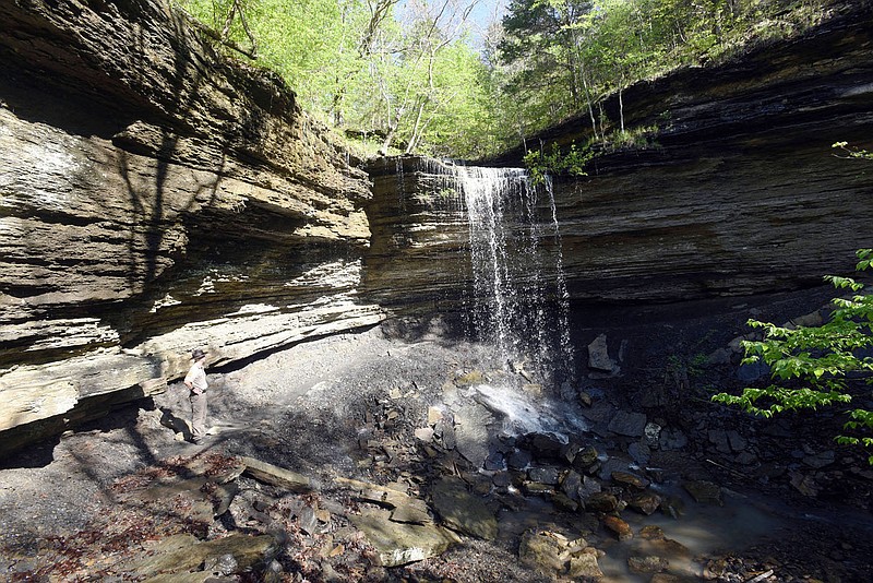 Tim Scott, assistant superintendent at Devil's Den State Park, admires in late April 2021 Yellow Rock Falls along Devil's Racetrack Trail, part of the park's new network of Monument Trails. The trail leads behind the waterfall, seen here two days after heavy rain.
(NWA Democrat-Gazette/Flip Putthoff)