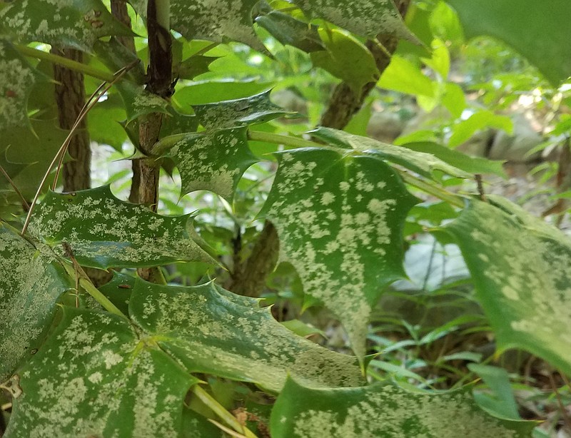 Oak pollen stuck to the leaves of this Mahonia looks like trouble but probably isn't. (Special to the Democrat-Gazette)