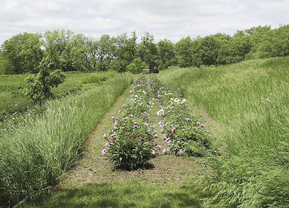 Rows of plants make up some of the five acres of peonies on May 27, 2021, at Sjuts Peony Garden south of Trumbull, Neb. (Laura Beahm/The Hastings Tribune via AP)