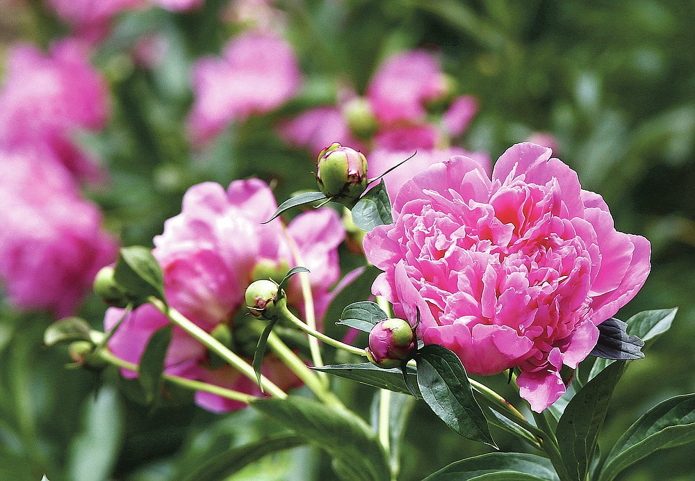 Peony blooms are photographed Thursday, May 27, 2021, at Sjuts Peony Garden south of Trumbull, Neb. (Laura Beahm/The Hastings Tribune via AP)
