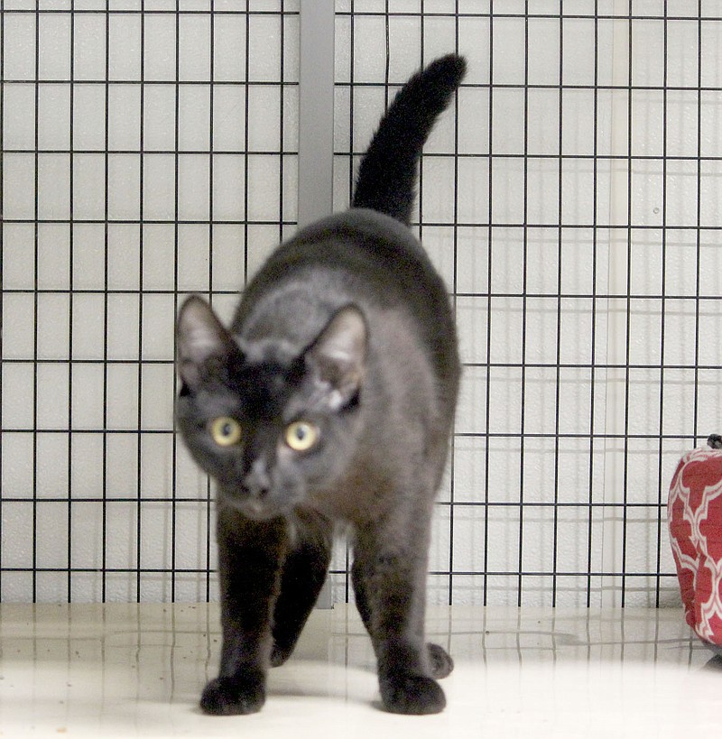Keith Bryant/The Weekly Vista
Pauli is approximately 11 months old, litterbox trained, neutered and up-to-date on vaccinations. Shelter staff said he's extremely friendly and nice. He gets along well with other cats. To adopt any of the pets at the Bella Vista Animal Shelter, call 479-855-6020.