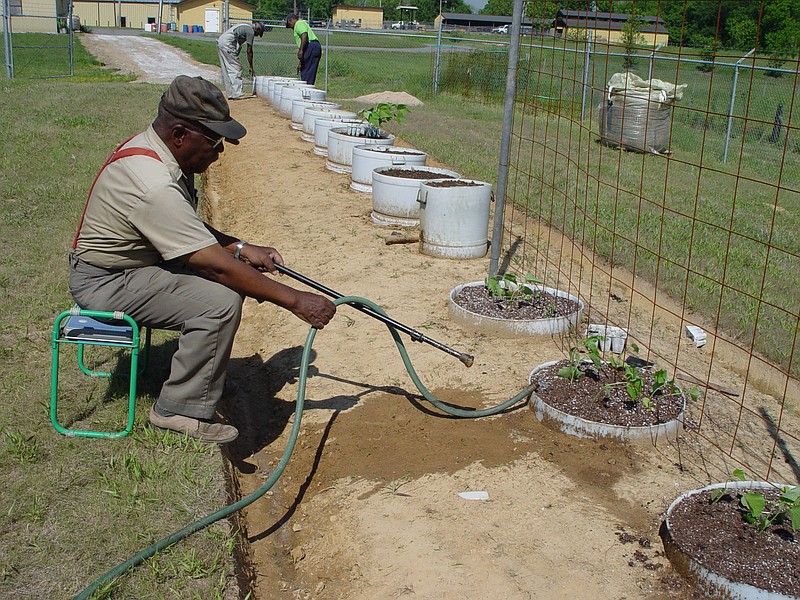 The late Felton Lamb, of Little Rock, waters cucumber seedlings planted in a container garden set in the ground. - Submitted photo