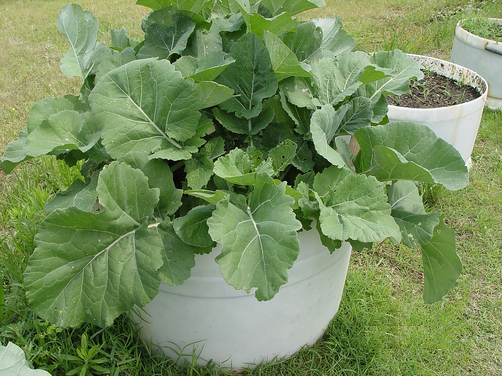 Collard greens grow in a portable container. Because they require minimum space and are highly adaptable to a variety of settings, plants grown in containers can be great options for senior citizens, school classes or youth clubs. - Submitted photo
