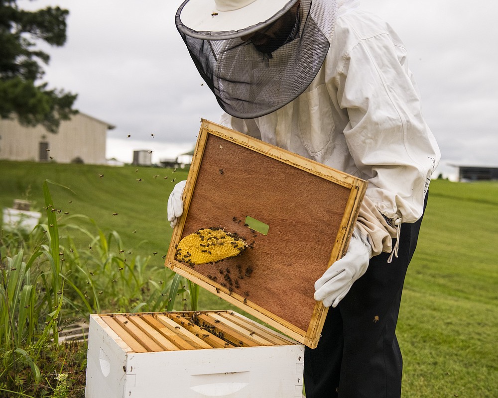 Division of Agriculture entomologist Neelandra Joshi checks on a honeybee colony he relocated to the Milo J. Shult Agricultural Research and Extension Center from a retail parking lot. (Special to The Commercial/Fred Miller, UA System Division of Agriculture photo)