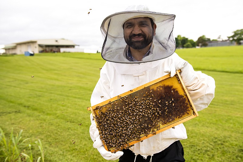 Division of Agriculture entomologist Neelandra Joshi checks on a honeybee colony he relocated from a retail parking lot to the Milo J. Shult Agricultural Research and Extension Center. The bees have already begun building honeycombs and larva nurseries called brood combs. (Special to The Commercial/Fred Miller, UA System Division of Agriculture photo)