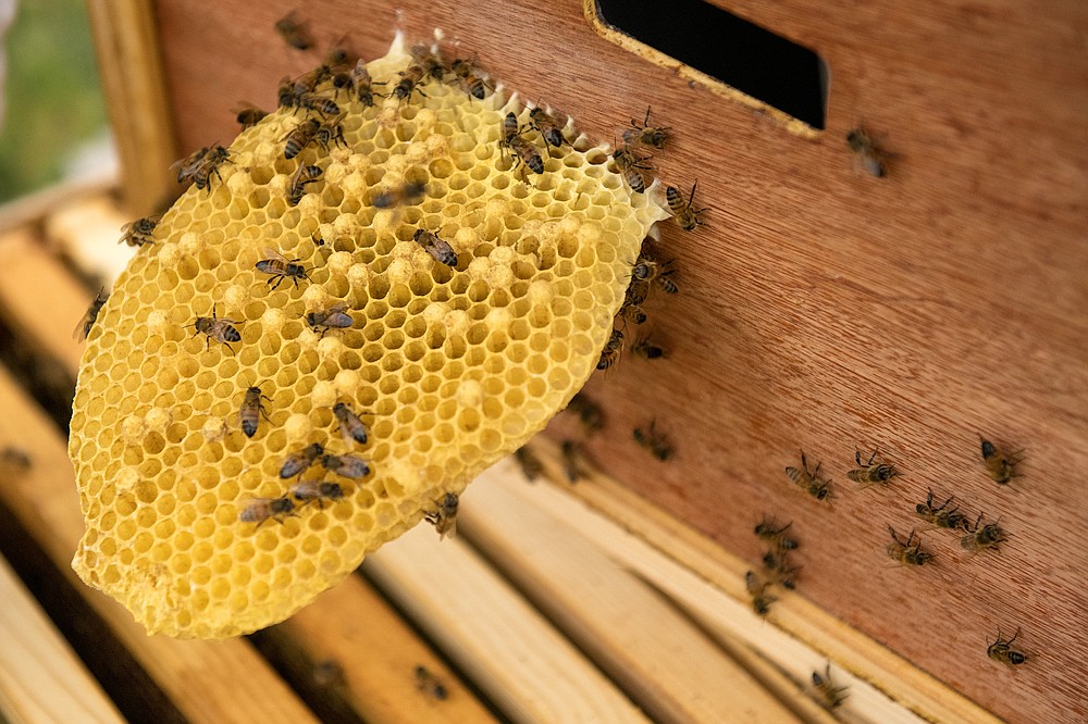 The sealed holes in this brood comb contain larval bees that will emerge as adults in 14-20 days. Division of Agriculture entomologist Neelandra Joshi checked on the honeybee colony he relocated to the Milo J. Shult Agricultural Research and Extension Center from a retail parking lot. (Special to The Commercial/Fred Miller, UA System Division of Agriculture photo)