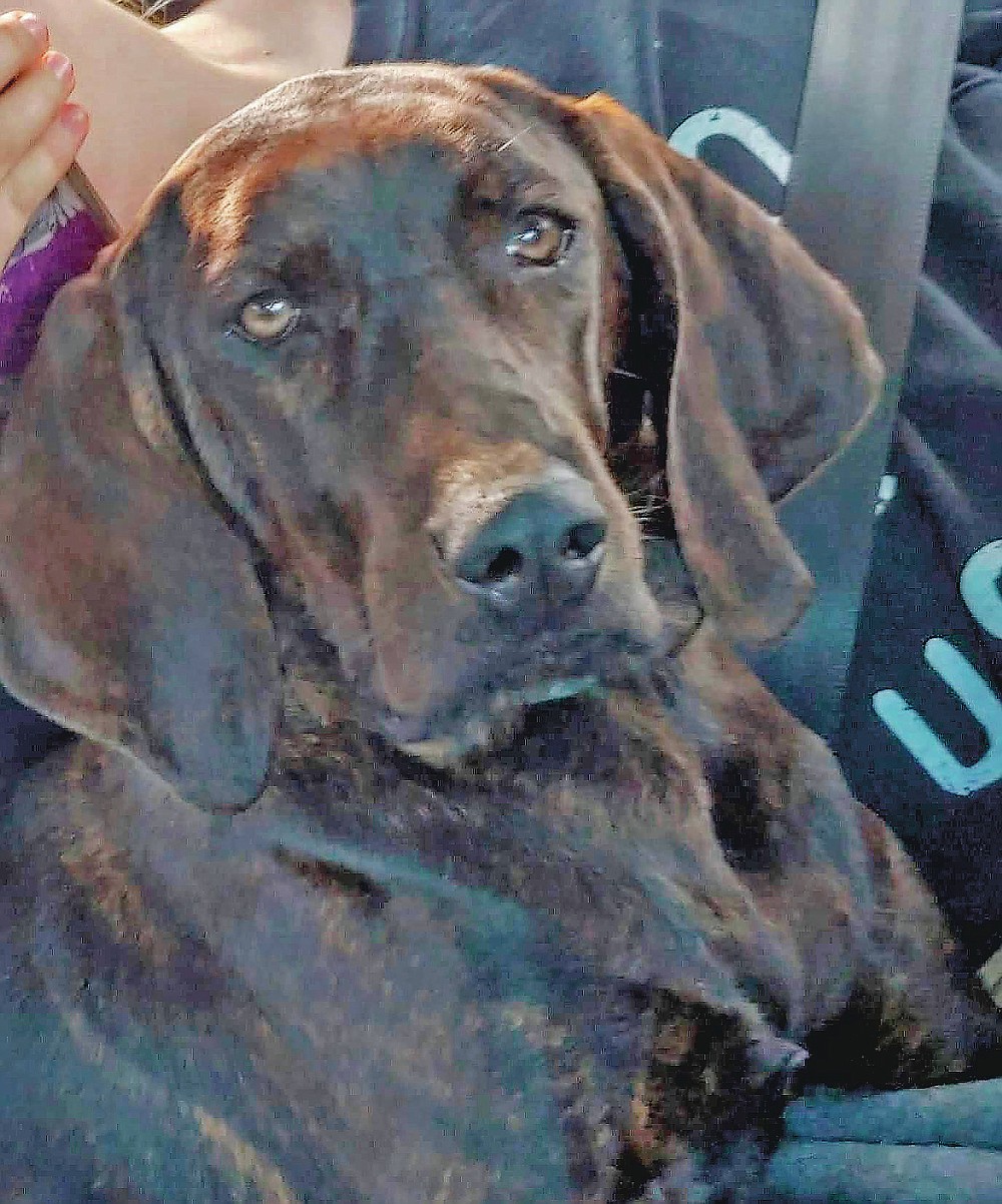 No audience, new venue, but Westminster dog show barks on