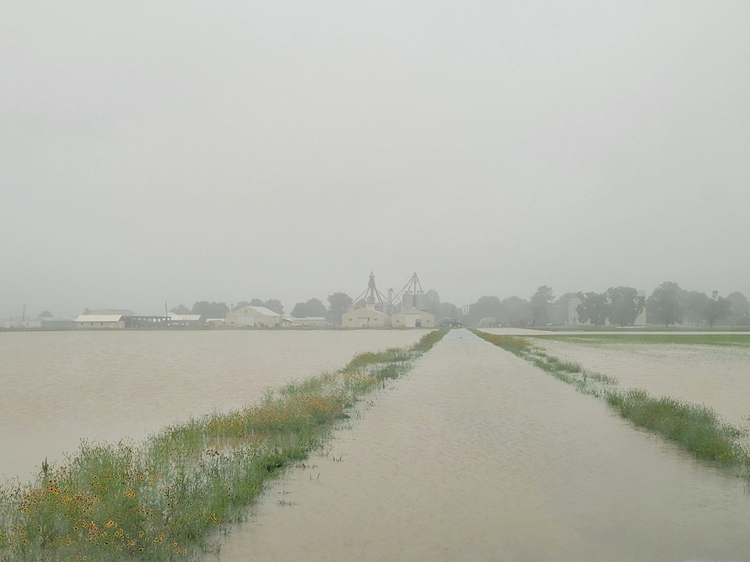 Delta crops reeling from the rain