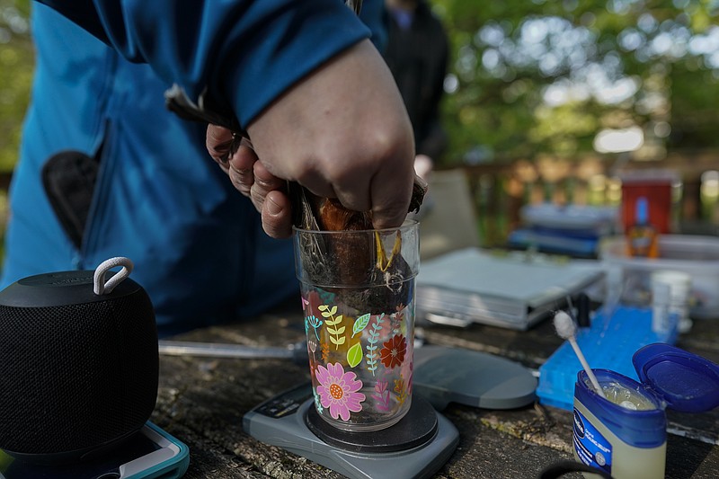 Avian ecologist and Georgetown University Ph.D. student Emily Williams gently lowers an American robin into a plastic cup on a scale as she gathers data and fits the bird with an Argos satellite tag, Saturday, April 24, 2021, in Silver Spring, Md. Tracking devices must be less than 5% of the animal’s weight to avoid encumbering them. (AP Photo/Carolyn Kaster)