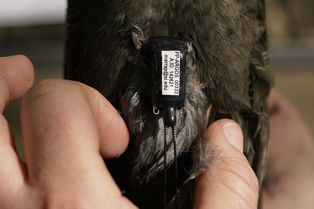Avian ecologist and Georgetown University Ph.D. student Emily Williams fits an Argos satellite tag to an American robin, like a backpack, Saturday, April 24, 2021, in Silver Spring, Md. The device can give precise locations, within about 30 feet (about 10 meters), instead of around 125 miles (200 kilometers) for previous generations of tags. (AP Photo/Carolyn Kaster)