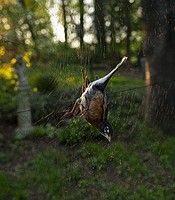 photo thumbnail