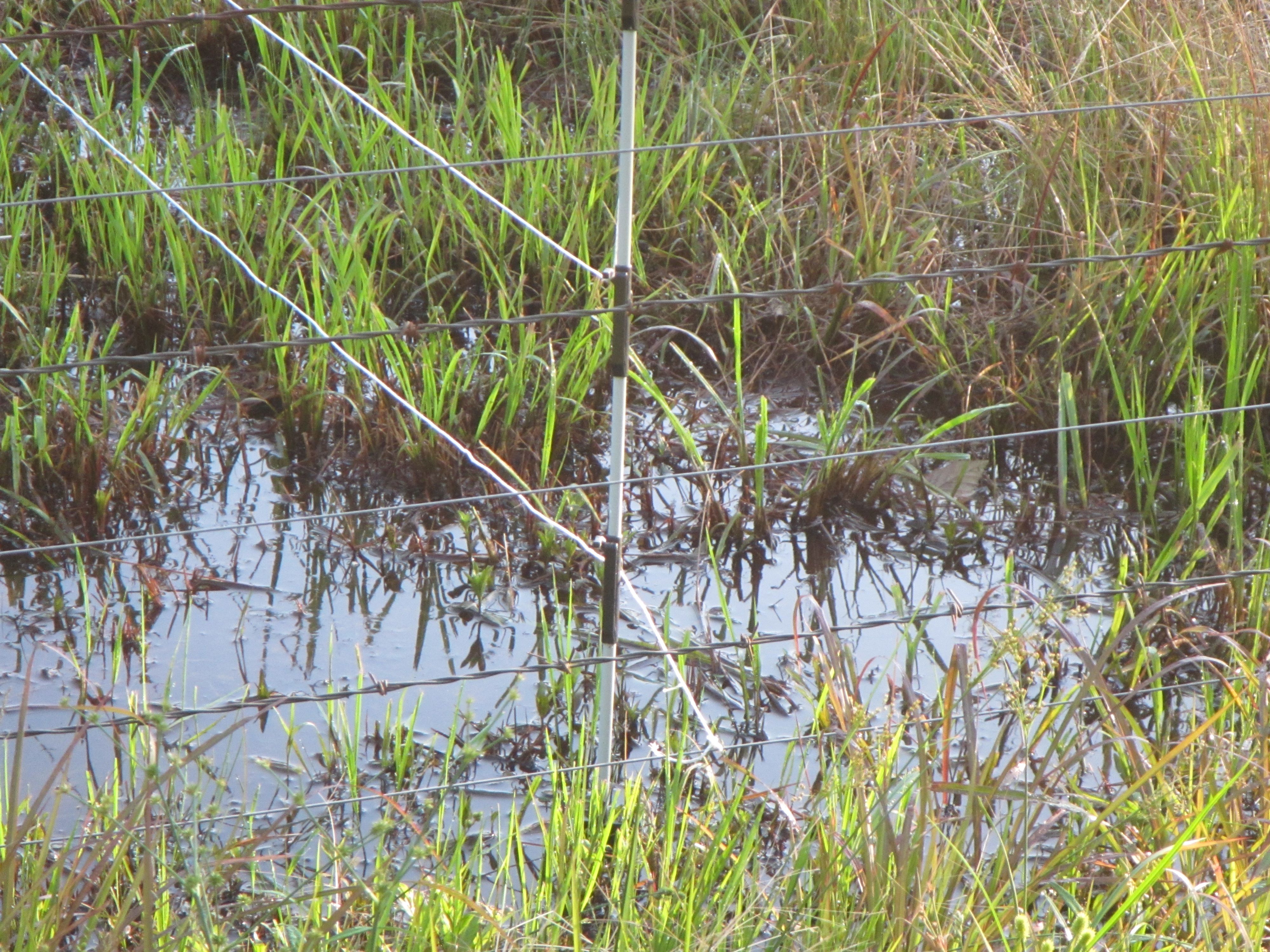 Specialist advises rotational grazing program for livestock