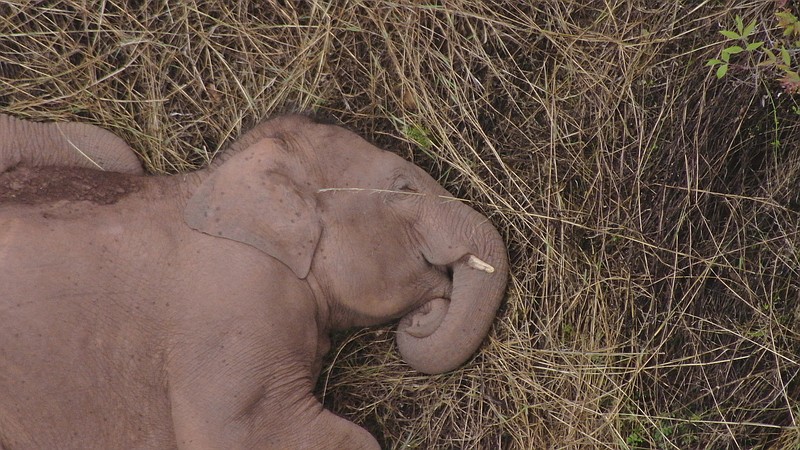 In this June 7, 2021 photo released by the Yunnan Forest Fire Brigade, a member of a migrating herd of elephants rests near Xinyang Township in Jinning District of Kunming city in southwestern China's Yunnan Province. Already famous at home, China's wandering elephants are now becoming international stars. Major global media, including satellite news stations, news papers and wire services are chronicling the herd's more-than year-long, 500 kilometer (300 mile) trek from their home in a wildlife reserve in mountainous southwest Yunnan province to the outskirts of the provincial capital of Kunming. (Yunnan Forest Fire Brigade via AP)