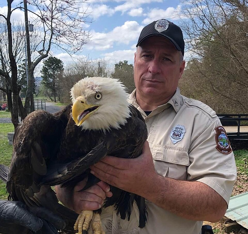 Cpl. Mac Davis of the Arkansas Game and Fish Commission caught an injured eagle after "quite a chase." Davis is shown holding the eagle prior to releasing it to rehab. "He said he was holding on tightly," a news release said. - Submitted photo