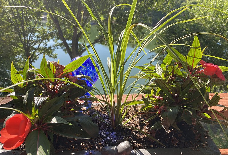 Terri O'Byrne/The Weekly Vista Sunshine last week gave life to resident's gardens and flower pots.