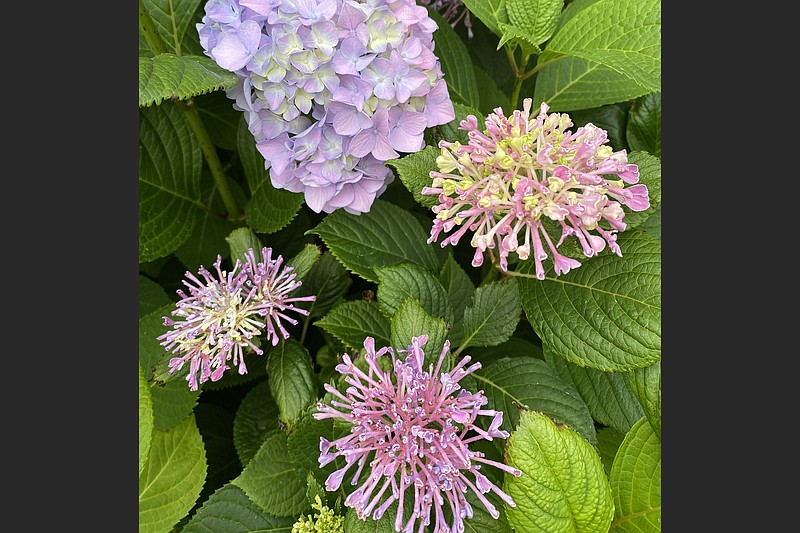 When hydrangeas are infected by chlorotic mottle virus, they can develop odd flowers and variegated leaves. (Special to the Democrat-Gazette)