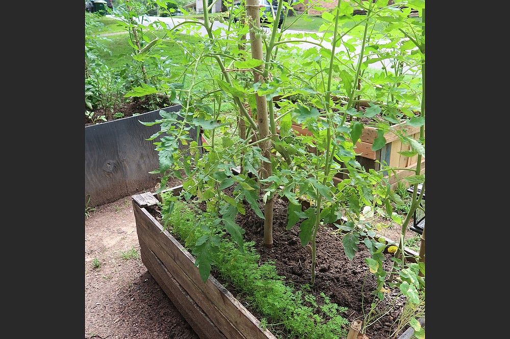 Mixing the soil himself, Don Ernst creates a rich medium in which his tomato plants thrive side by side with companion vegetables. (Special to the Democrat-Gazette/Janet B. Carson)