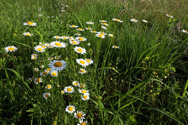 Visitors to Baker Prairie Natural Area will see a variety of native wildflowers. - Photo by Corbet Deary of The Sentinel-Record