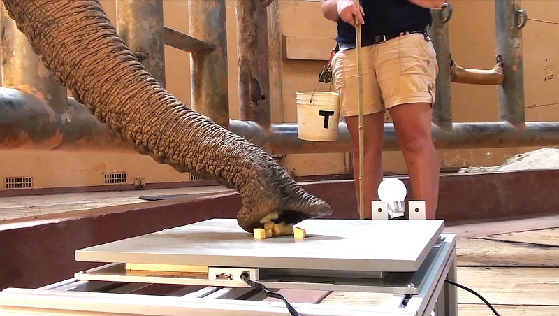 A screenshot of video provided by Schulz et al., Journal of the Royal Society Interface, 2021 shows Kelly, a 34-year-old female African elephant, using her trunk to grab rutabaga cubes, at Zoo Atlanta in Atlanta. A new study highlights the impressive biomechanics and suction power of an elephant’s most defining appendage. (Schulz et al., Journal of the Royal Society Interface, 2021 via The New York Times)