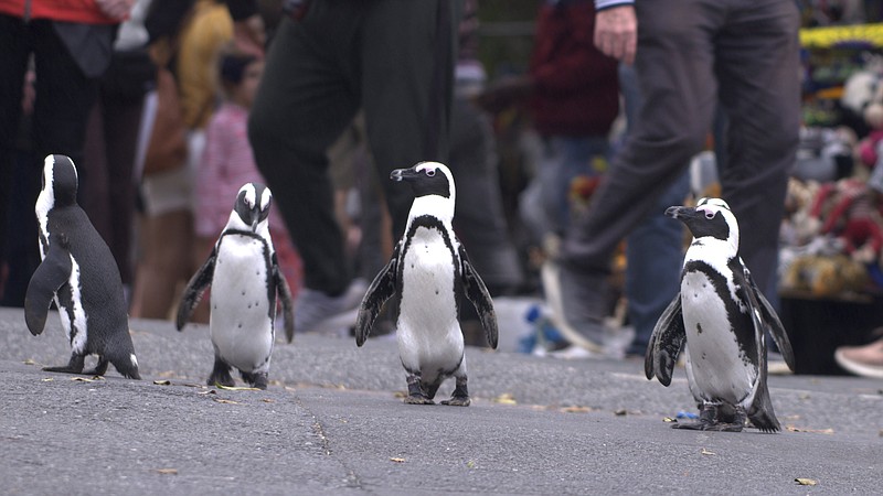 Imagine walking around a city dodging penguins instead of pigeons. The people of Simon’s Town in South Africa are used to it, as shown in the eight-part Netflix series “Penguin Town.” (Netflix via AP)