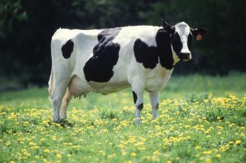Livestock need shade, cool water