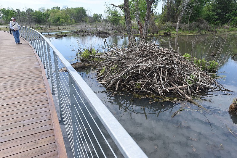 David Oakley looks at a beaver lodge May 14 2021 on a 12-acre wetland that is part of Osage Park in Bentonville. Boardwalks provide excellent access for exploring the wetland, its wildlife and vegetation.
(NWA Democrat-Gazette/Flip Putthoff)
