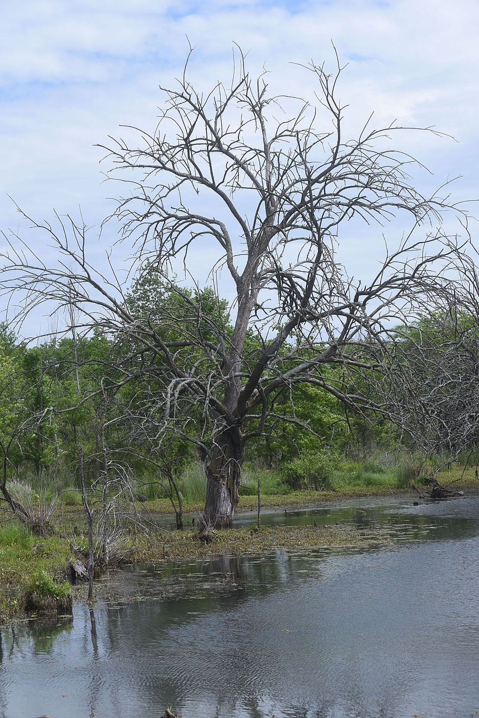 Branches go in all directions on a tree May 14 2021 in the Osage Park wetland.
(NWA Democrat-Gazette/Flip Putthoff)