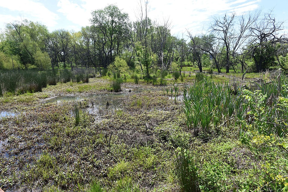 Dozens of flower, plant and tree varieties make up the diverse ecosystem of the Osage Park wetland.
(NWA Democrat-Gazette/Flip Putthoff)