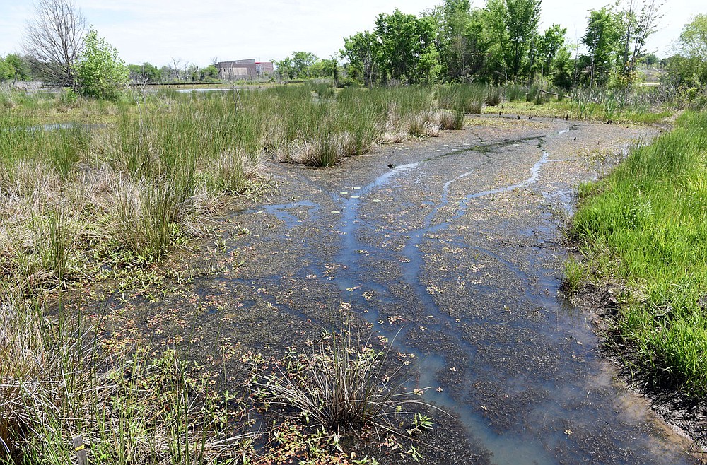 Beaver trails can be seen on parts of the wetland.
(NWA Democrat-Gazette/Flip Putthoff)