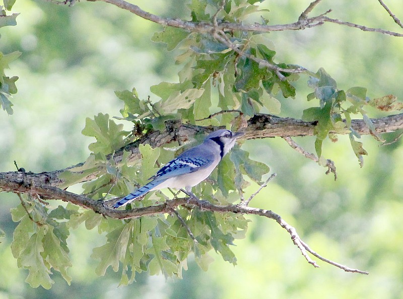 Keith Bryant/The Weekly Vista
A bright bluejay looks around while foraging in Bella Vistan tree branches.
