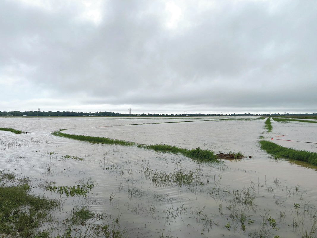Agriculture specialists to talk on post-flood issues
