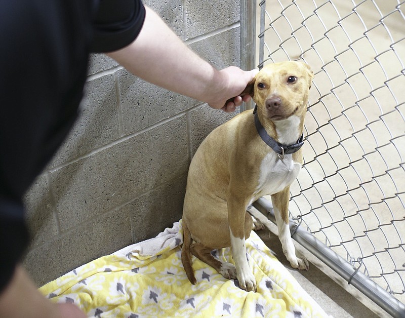 Director of Animal Services Cody Wilson pets a recent stray found in Bentonville, Thursday, April 15, 2021 at the Centerton Animal Shelter in Centerton. (NWA Democrat-Gazette File Photo/Charlie Kaijo)