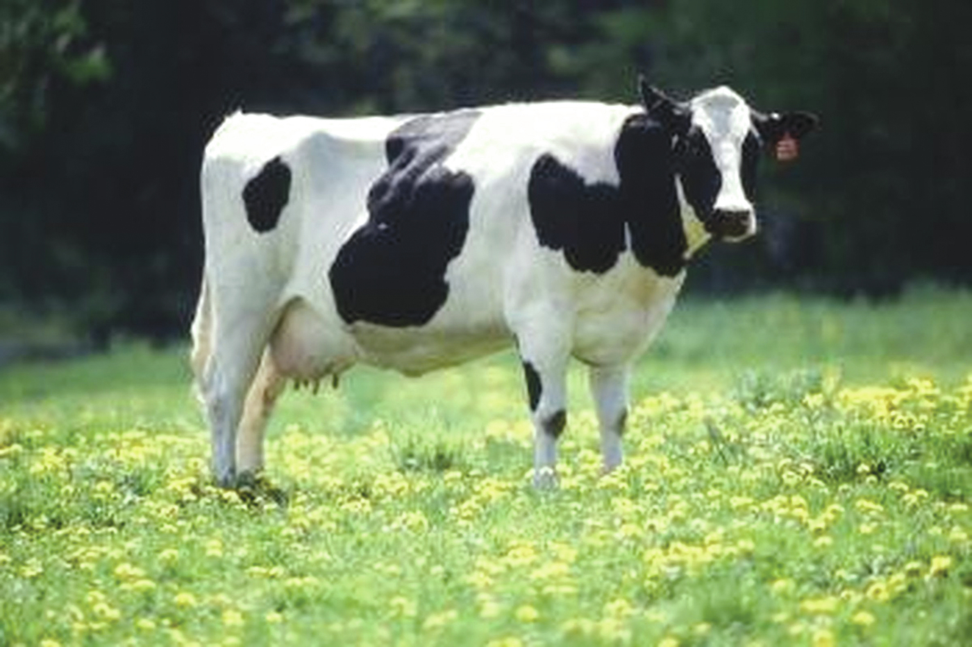 Extension to hold in-person meetings on livestock, forage