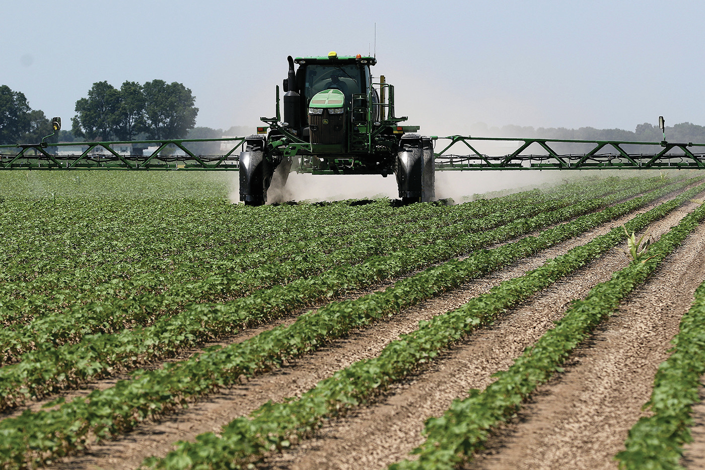 Cotton growers factor in weather