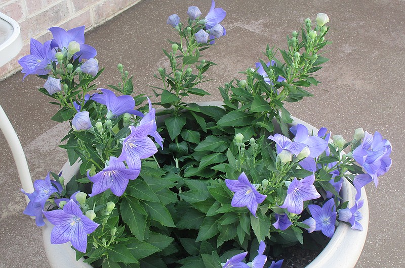 Platycodon, aka balloon flower, is a perennial that likes full sun to part shade and will bloom for months. (Special to the Democrat-Gazette)