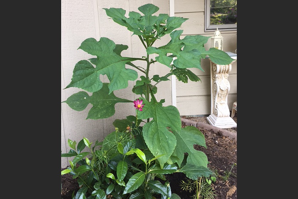 Tithonia, or Mexican sunflower, grows tall and thrives in warm, sunny weather. (Special to the Democrat-Gazette)
