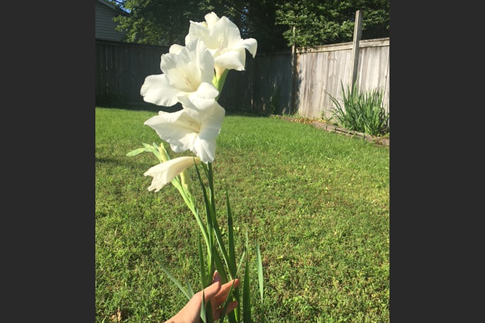 This gladiolus volunteered in a reader's yard. (Special to the Democrat-Gazette)