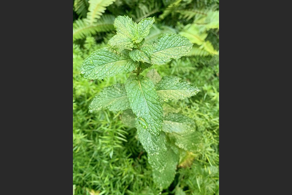 Mites cause damage like the tiny white dots on the leaves of this mint. (Special to the Democrat-Gazette)